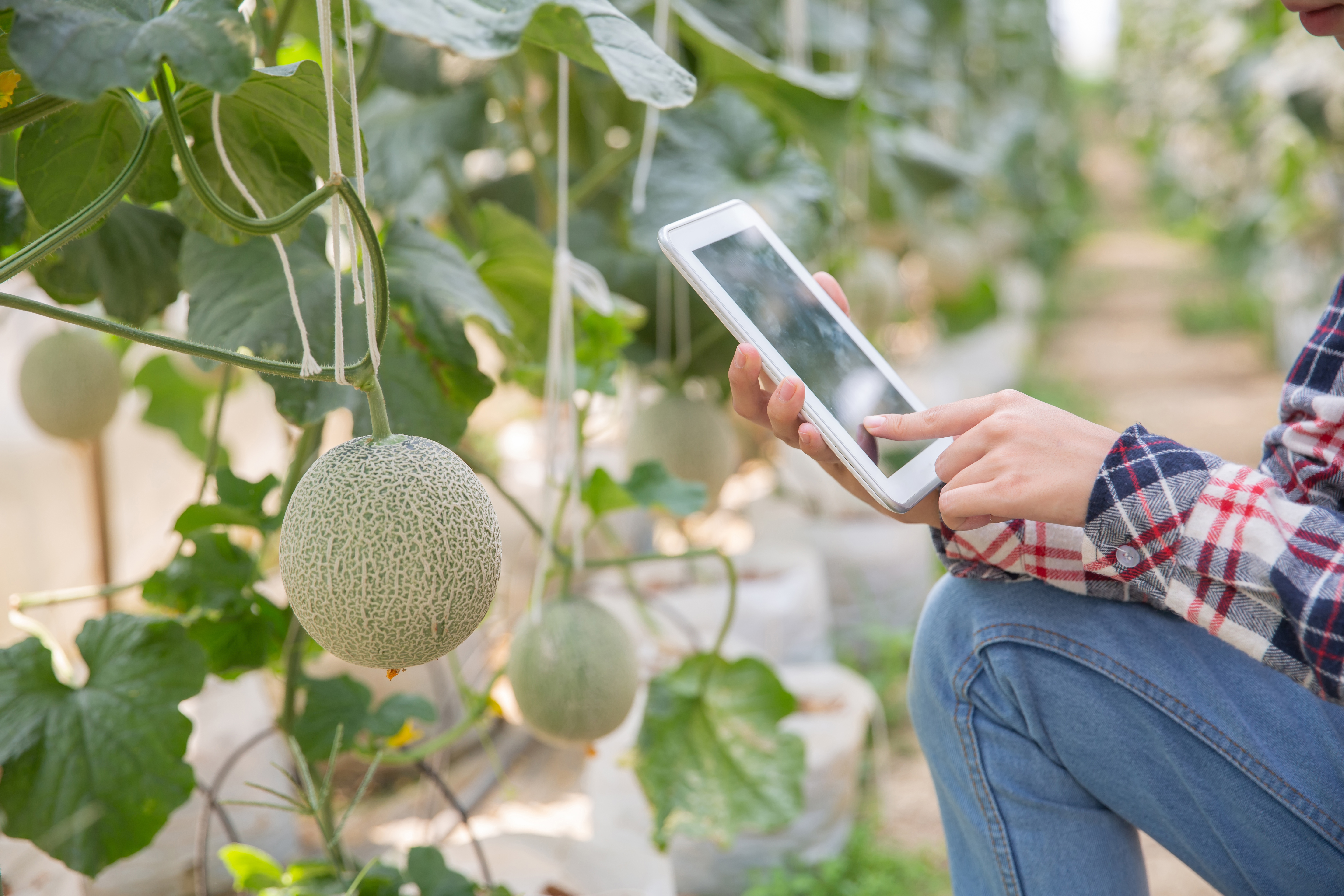 Agricultural IoT